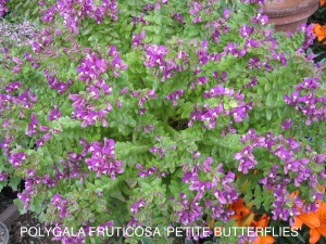 Polygala fruticosa 'Petite Butterflies' - foliage